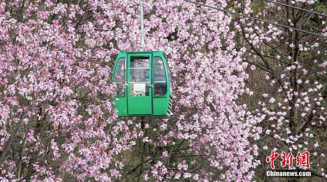 四川でモクレンが満開に　人々を魅了する極限の美しさ