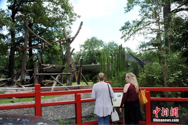 ベルリンに5年ぶりのパンダ到来、パンダ館は竹に囲まれた豪邸