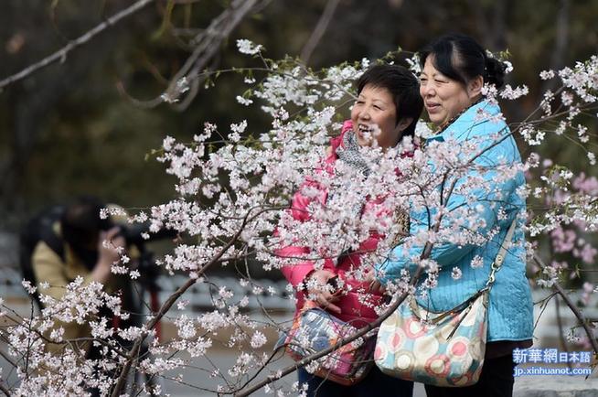 （晚报）（3）北京玉渊潭公园第27届樱花节开幕